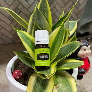Young Living Lemon Myrtle Essential Oil